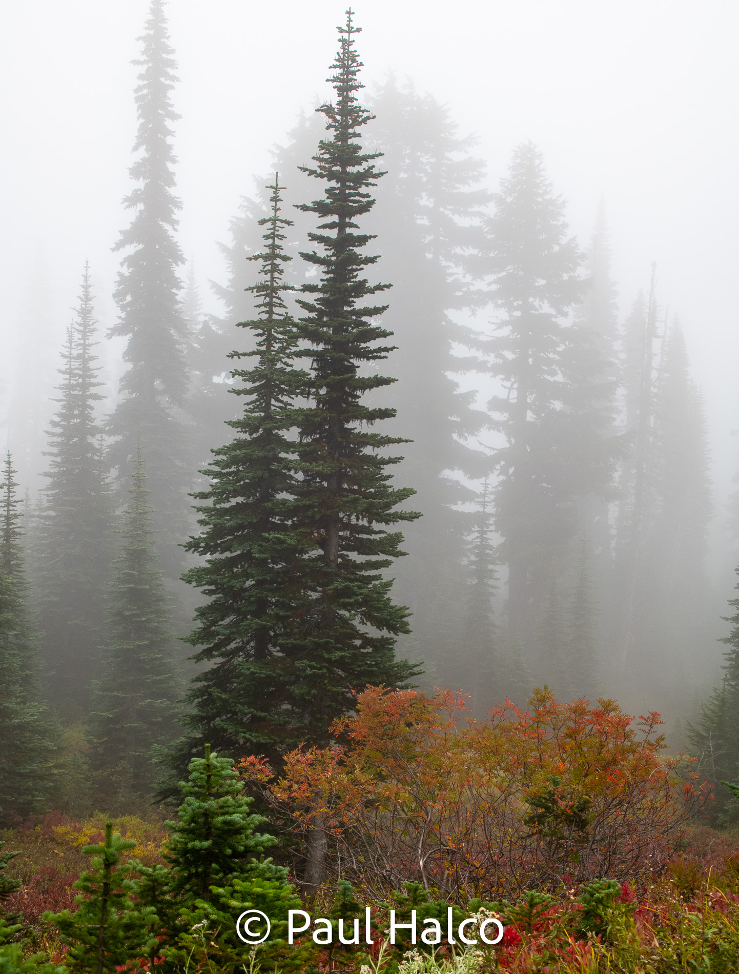 Paul Halco - Mt Ranier NP-12